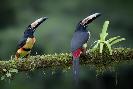 Inquisitive Pair