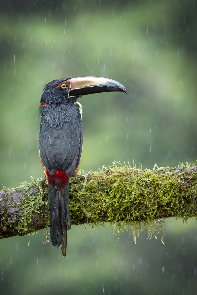 Rain Drops .... von Renee Doyle