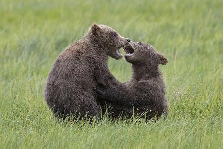 Tussle of Twins