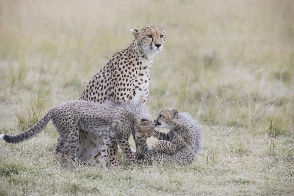 Playful Cubs von Renee Doyle