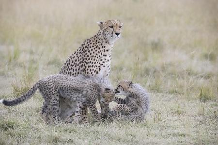 Playful Cubs