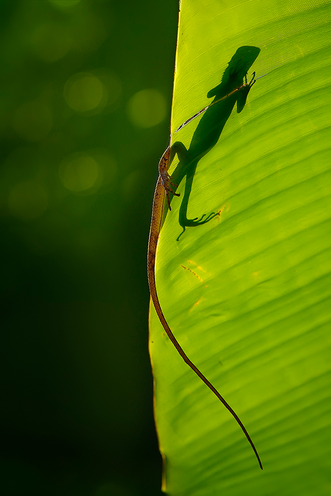 hidden behind the leaves von Rhonny Dayusasono