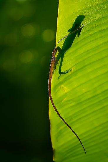 hidden behind the leaves