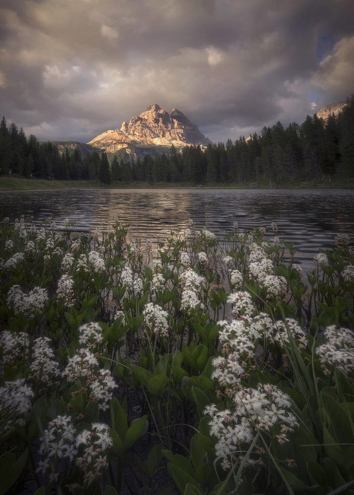 Flowering von Ricardo Gayan