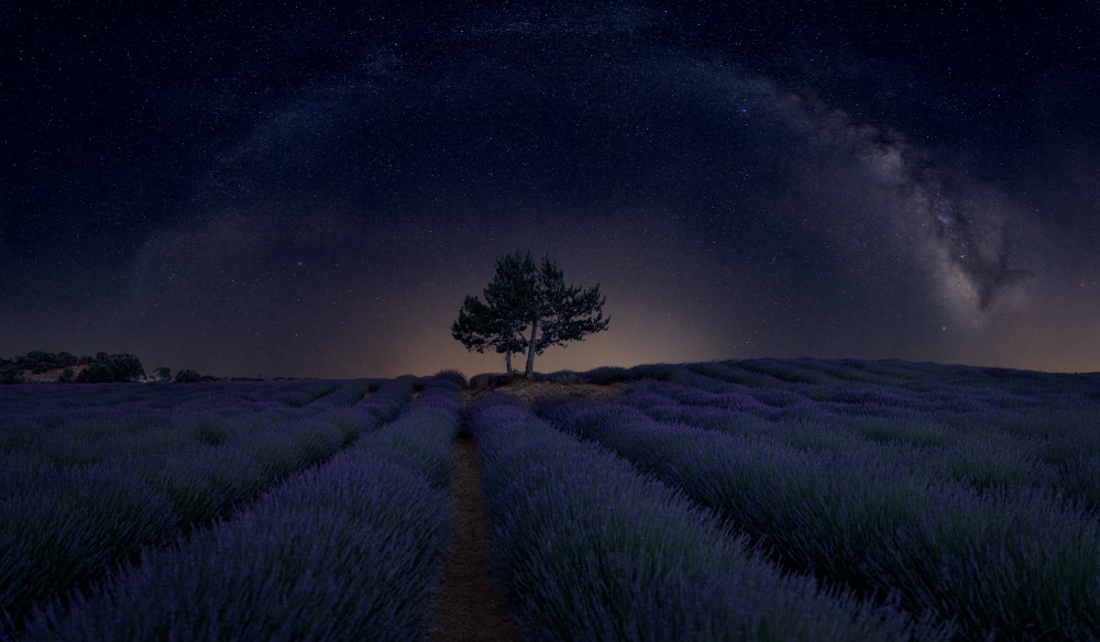 Lavanda Milky Way von Ricardo Rodriguez R.