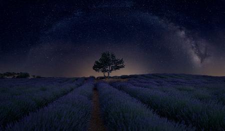 Lavanda Milky Way