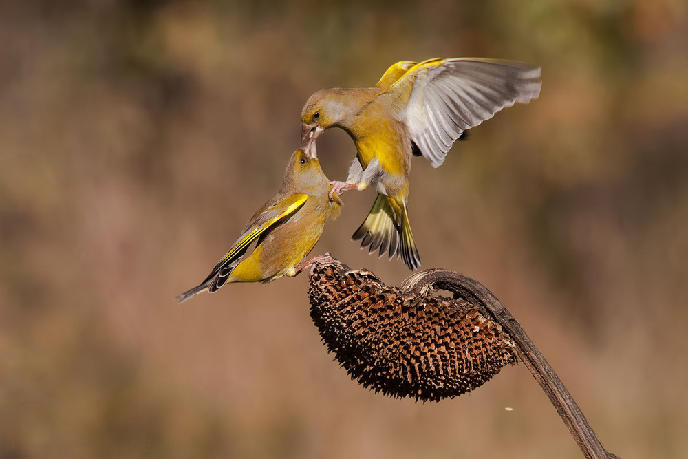 Fights von Riccardo Braga