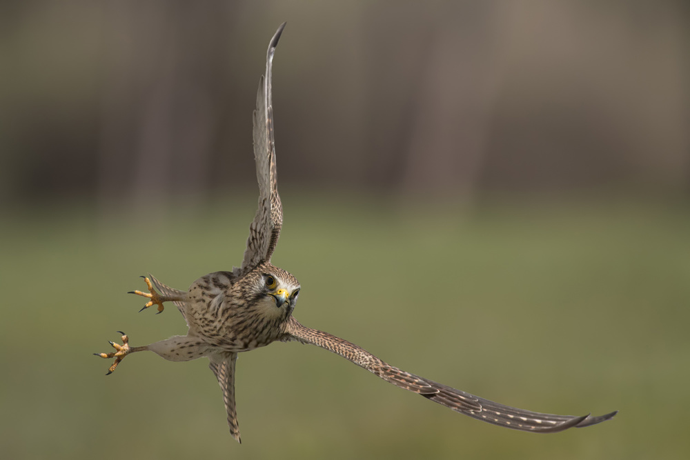 Kestrel von Riccardo Braga