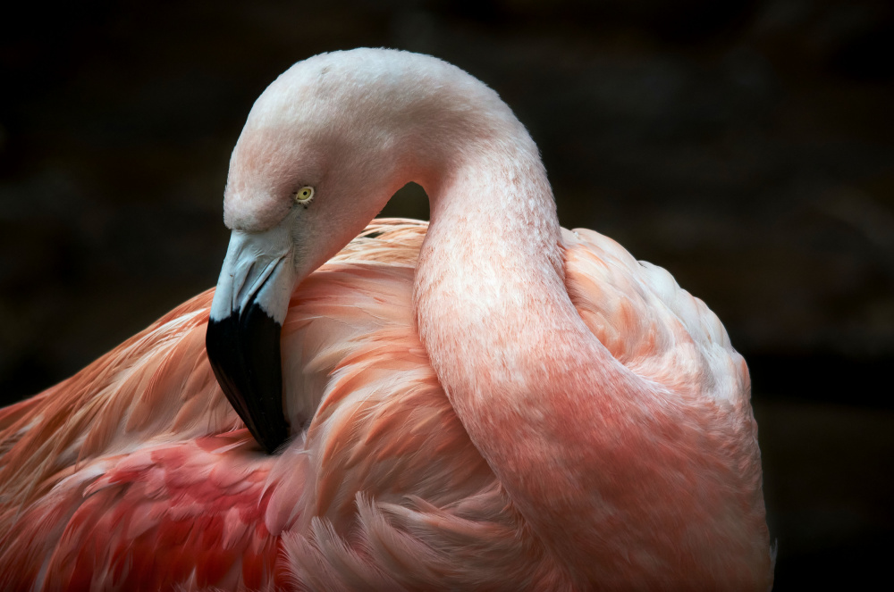 Plumage care von Riccardo Mazzoni