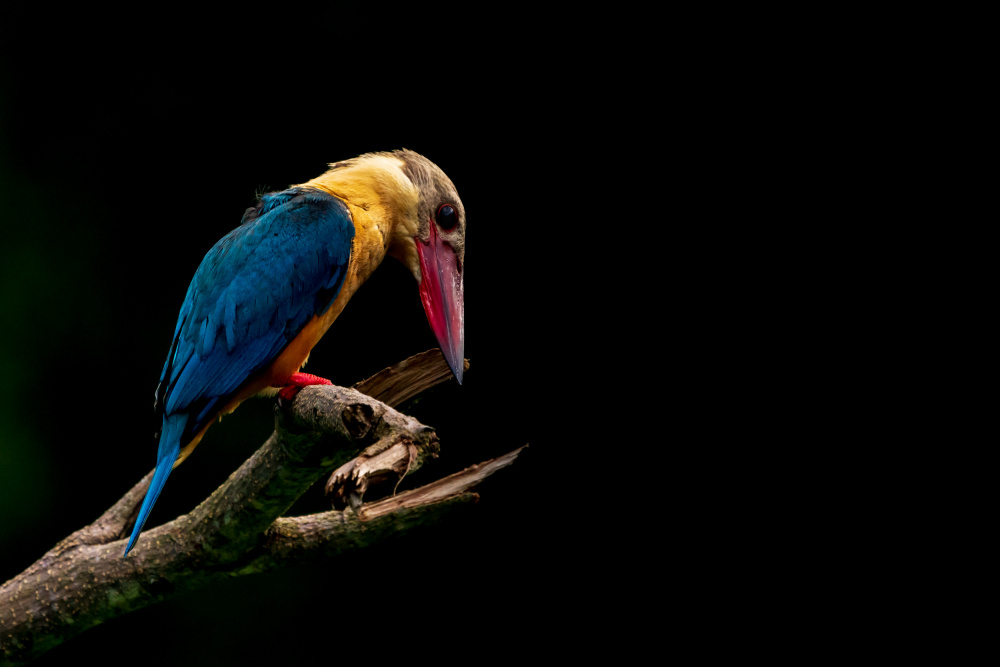 Stork-billed Kingfisher von Richard Coulstock