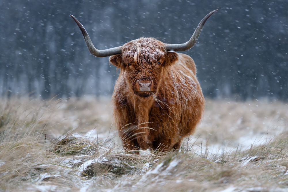 Snowy Highland cow von Richard Guijt