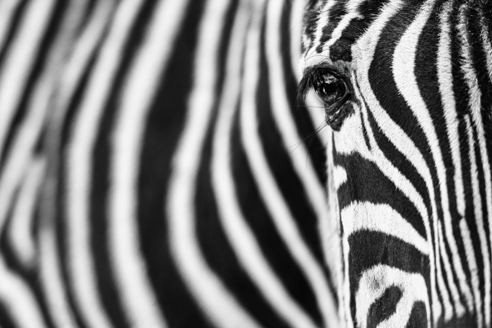 Zebra stripes von Richard Guijt