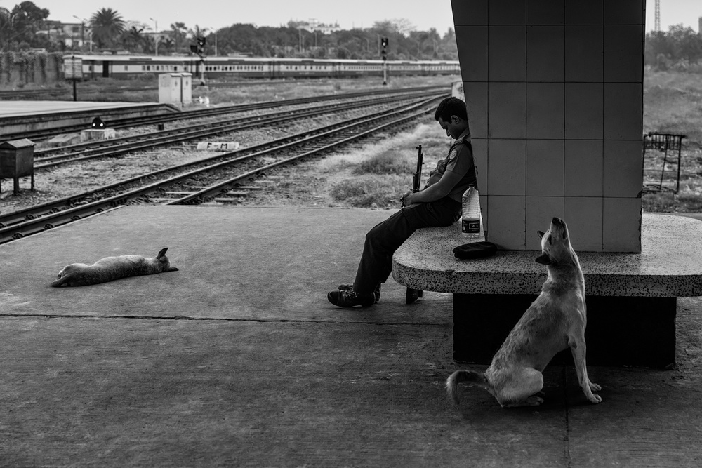 Sleeping dogs von Richard Huang