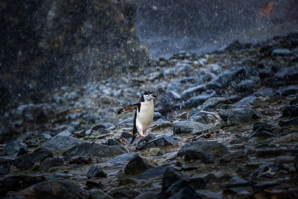 Coming home von Richard Liu