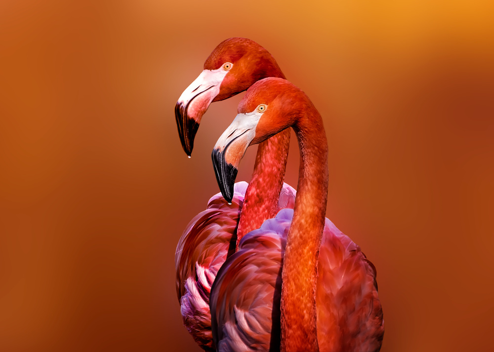 Flamingo Portrait von Richard Reames