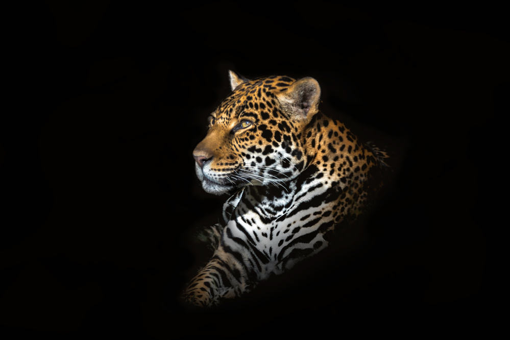 Jaguar Portrait von Richard Reames