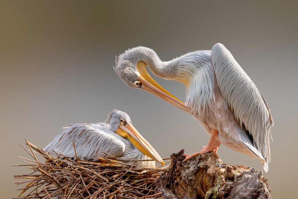 Nesting Pelican von Richard Reames