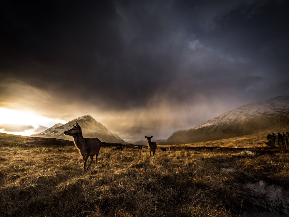 Highland Deer von Richard Walker