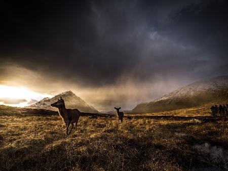 Highland Deer