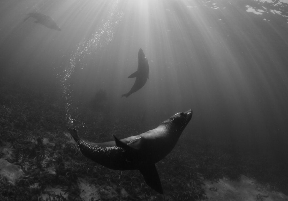 Teardrop of Seals von Richard Wylie