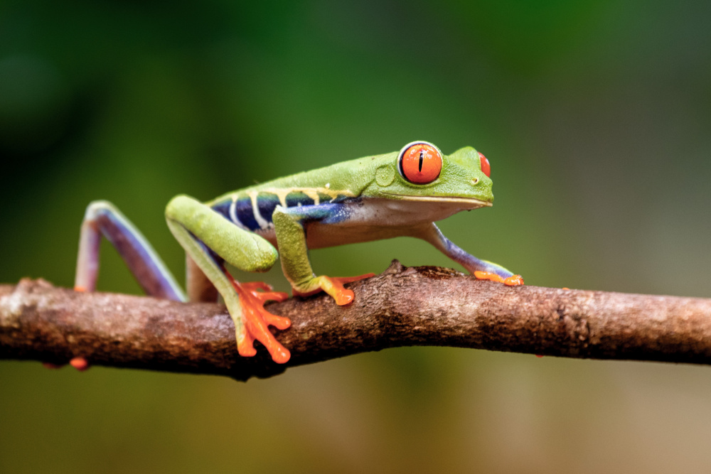 Agalychnis callidryas von Ricky Simon