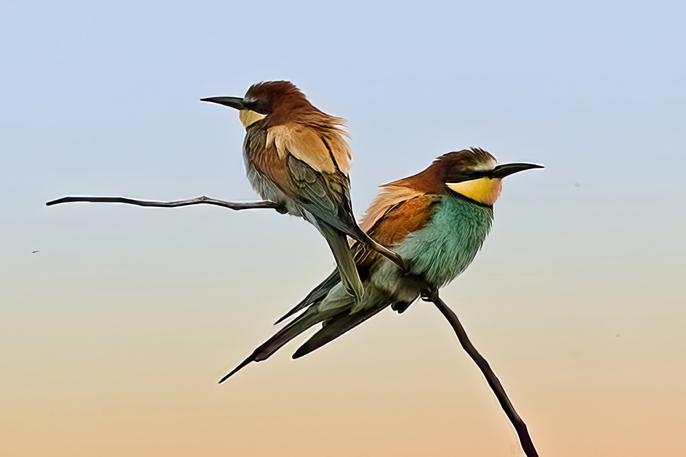 Merops apiaster#2 von Ricky Simon