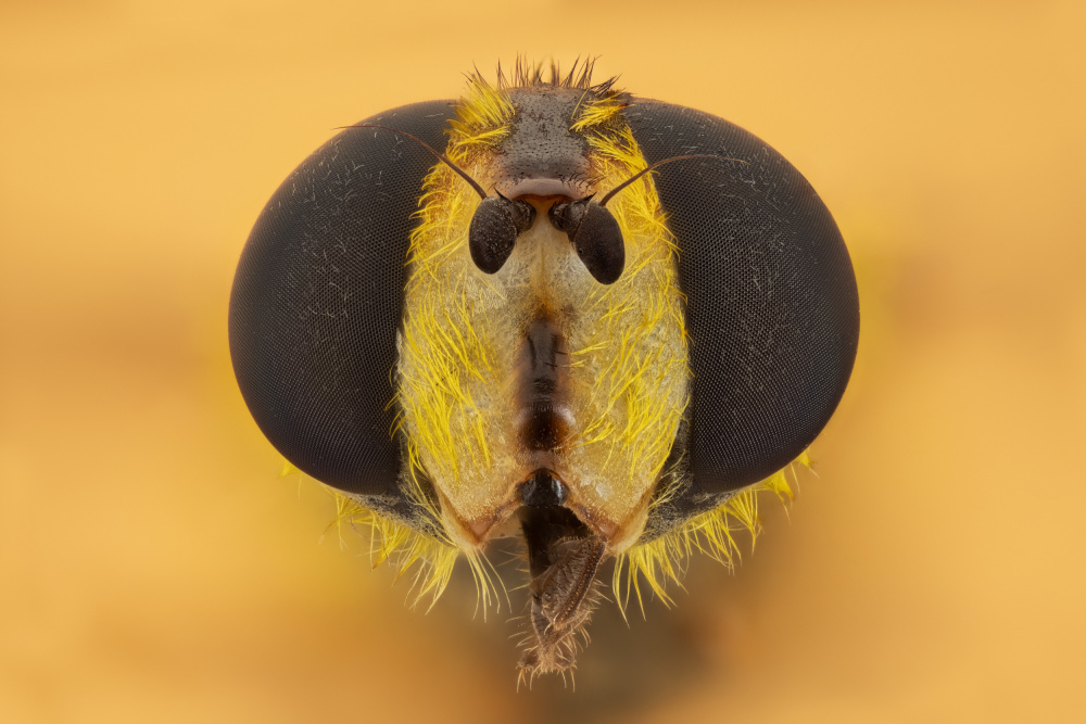 Syrphidae von Rico Cavallo