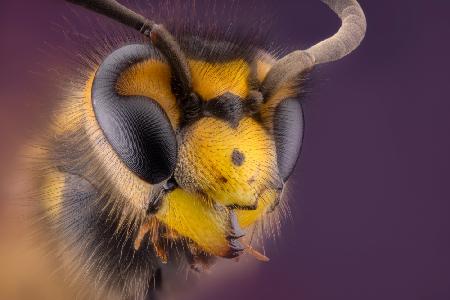 WASP Polistes Dominula