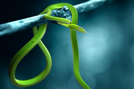 green snake