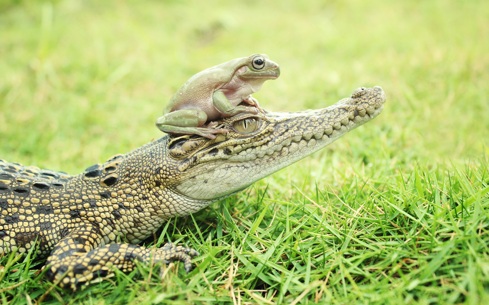 crocodile and toad von Ridho Arifuddin