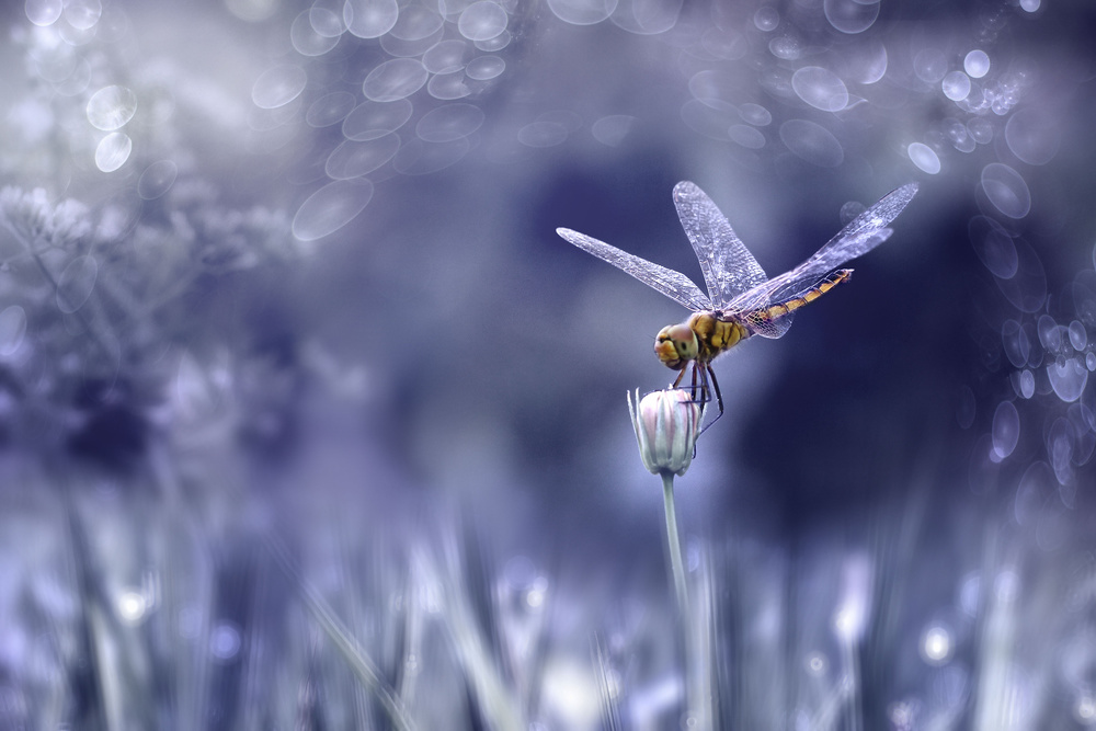 dragonfly von Ridho Arifuddin