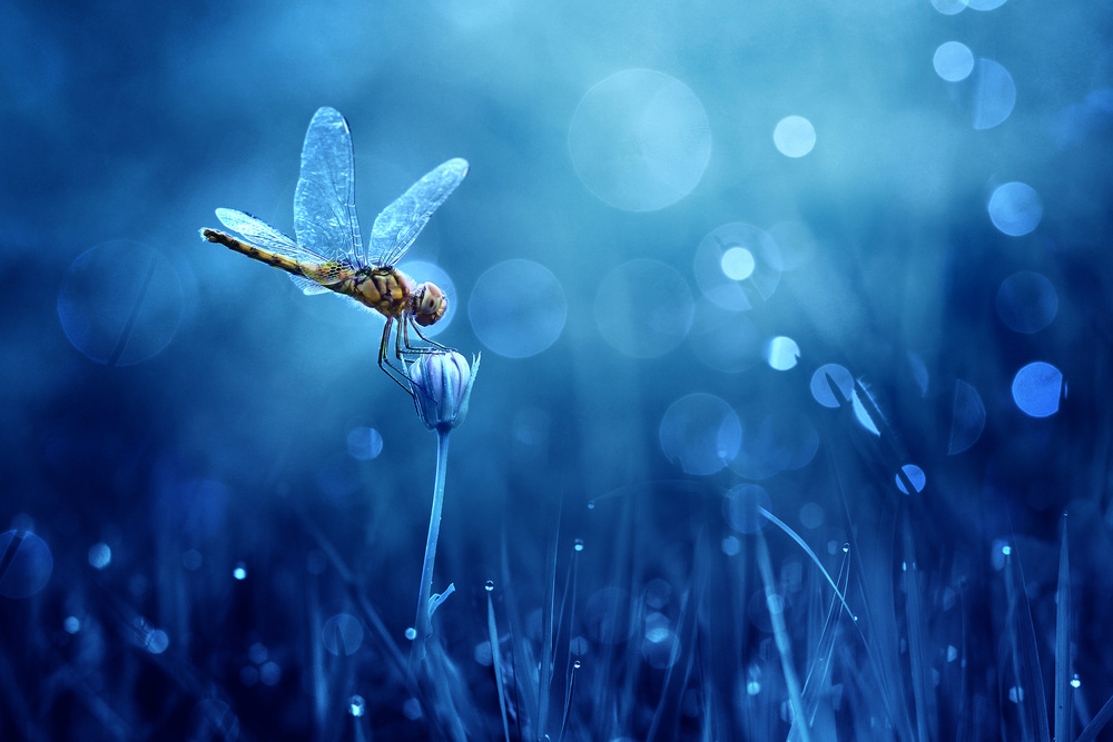 Dragonfly von Ridho Arifuddin