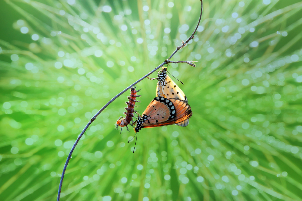 mating butterflies and caterpillars von Ridho Arifuddin