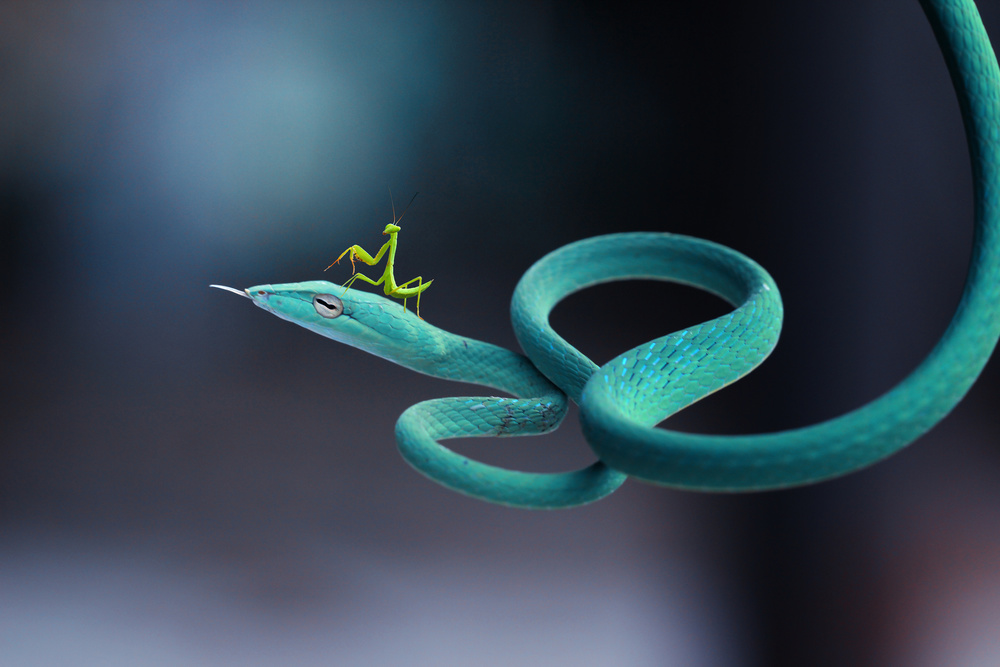 snakes and mantises von Ridho Arifuddin