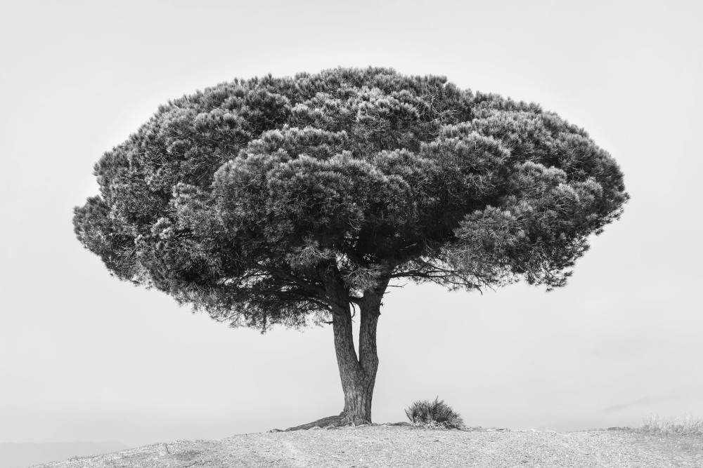 TREE von Rikard Martin