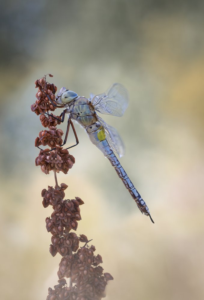 Anax Parthenope von Rina Barbieri