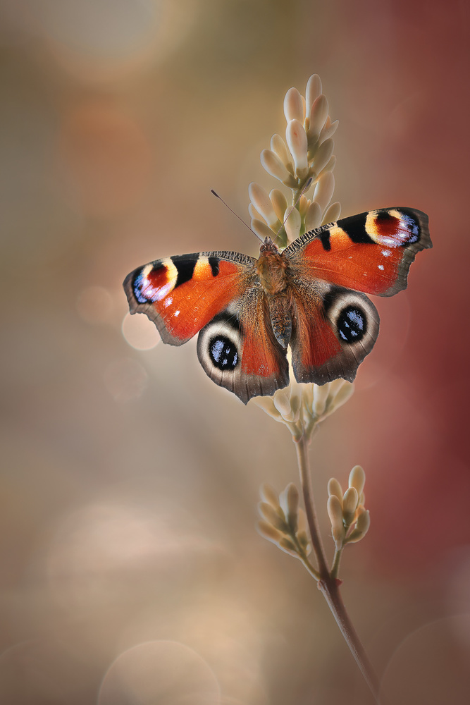 Orange beauty von Rina Barbieri