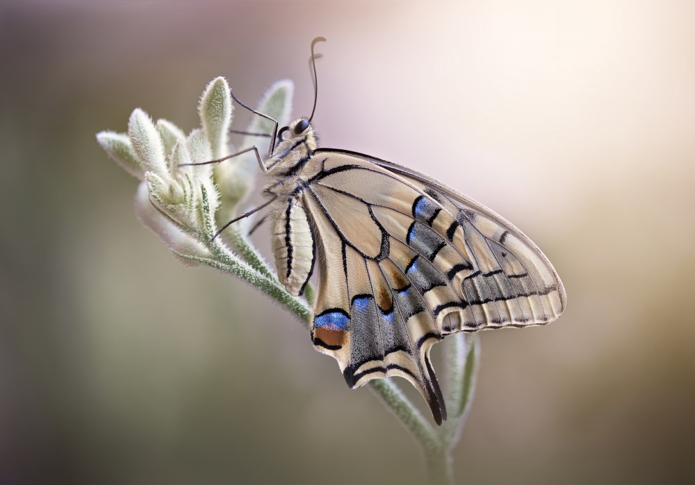 Caressed by the light von Rina Barbieri