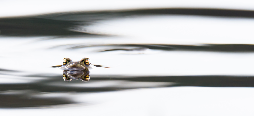 Eyecontact von Rob Blanken