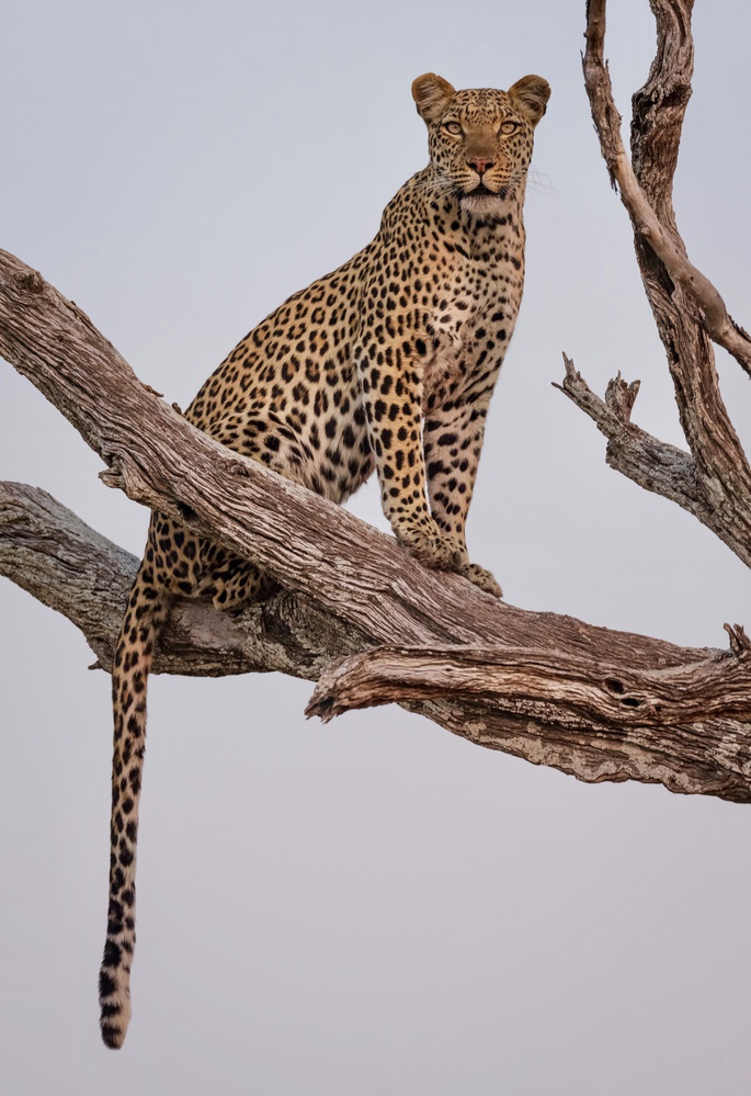 Leopard Portrait von Rob Darby