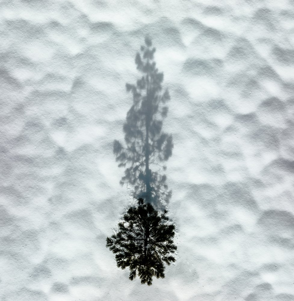 Winter Tree von Rob Darby