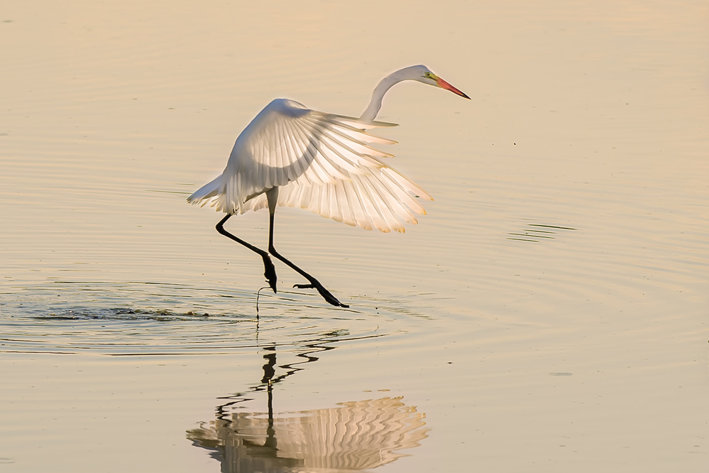 Ballet on the water von Rob Li