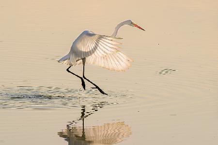 Ballet on the water