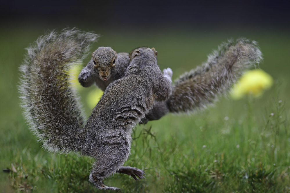 Squirrel boxing von Rob Li