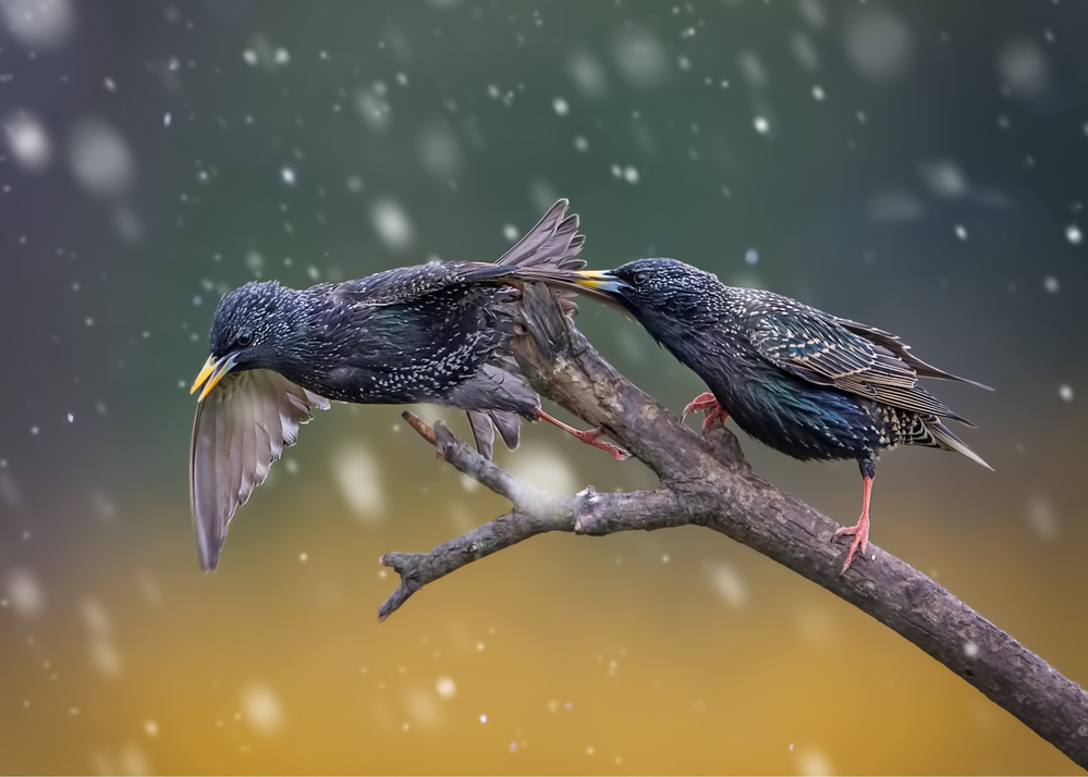 European Starling-1 von Rob Li