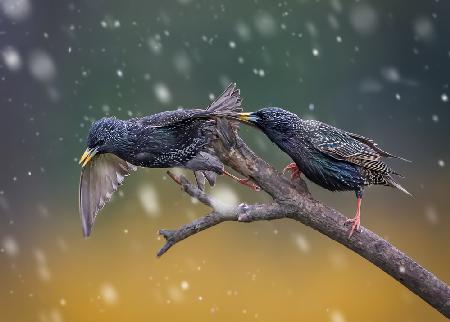 European Starling-1