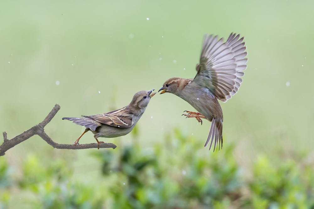 Family von Rob Li