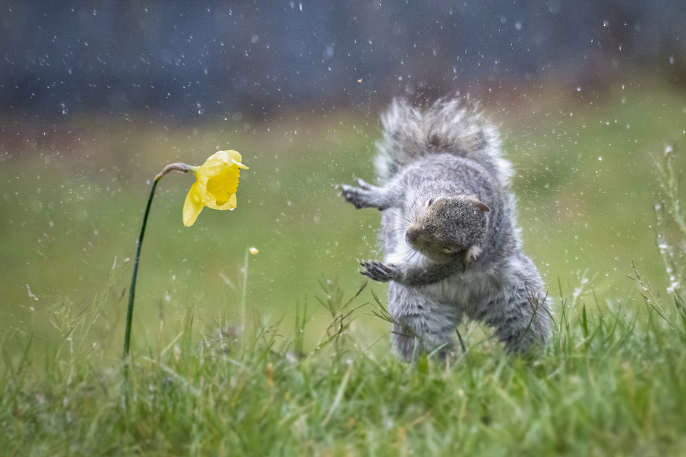 Spring Dance von Rob Li