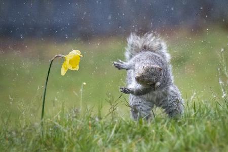 Spring Dance