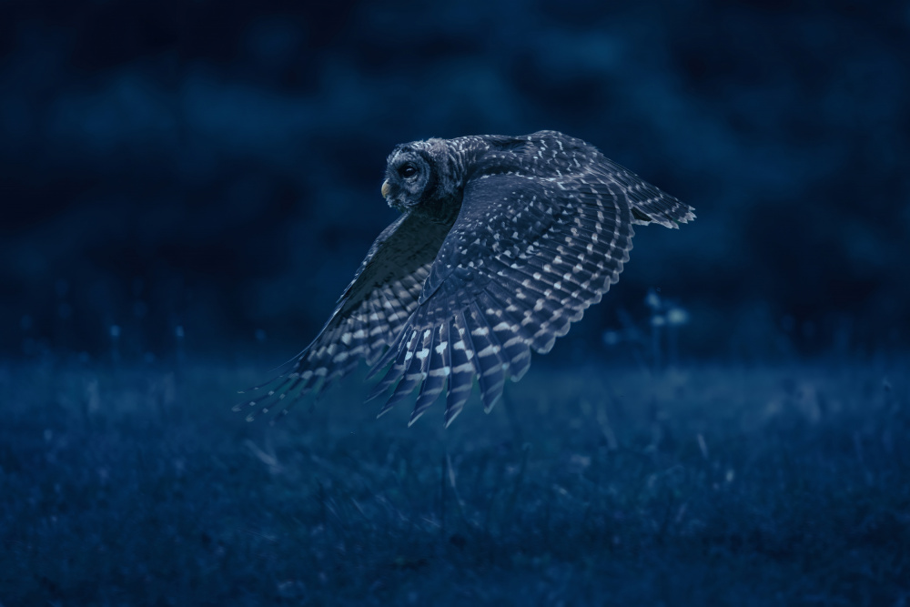 Night Patrol von Rob Li